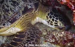 Green sea turtle sleeping in one of the turtle caves, Kur... by Peet Van Eeden 